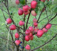 Maren Nis æbler